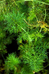 Fototapeta na wymiar dew drops on fennel plants in garden, organic greens water droplets, green crops fresh leaves, fennel fronds