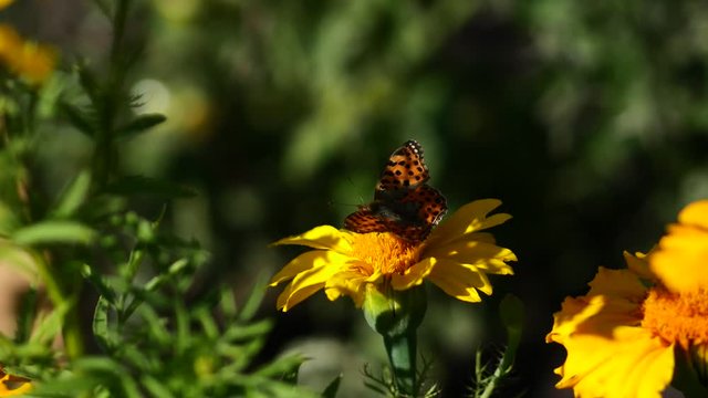 Beautiful butterfly sits on a yellow flower in a garden in summer