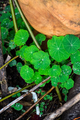 round green garden nasturtium leaves in winter with morning dew drops, macro rain on leaf