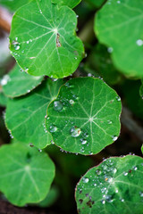 round green garden nasturtium leaves in winter with morning dew drops, macro rain on leaf