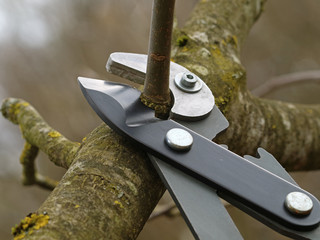 water shoot cutting of a fruit tree with a pruning shear, close up