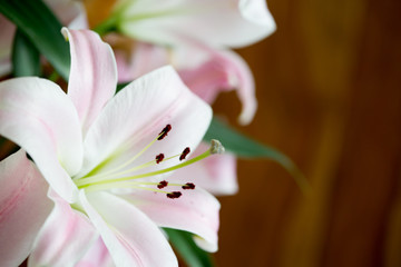 Obraz na płótnie Canvas White and pink lilies in a vase, close up