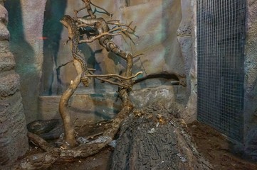 Exotic snakes in the terrarium of the Kiev Zoo