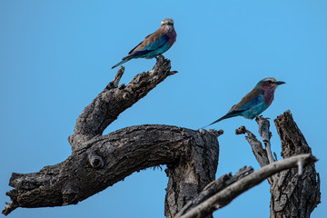 Lilac-breasted roller (coracias caudata)