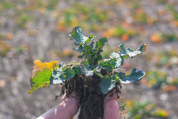 Fototapeta An agronomist holds a young plant of winter rape. obraz