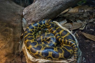 Paraguayan anaconda in a terrarium at the Kiev zoo