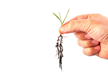 Hand holds young wheat plant Isolated on a white background.