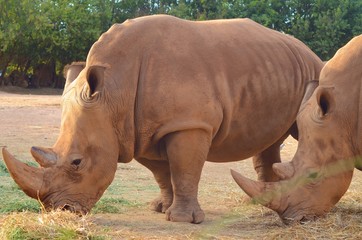 Obraz premium Couple of white Rhinoceros (Rhinocerotidae) eating grass