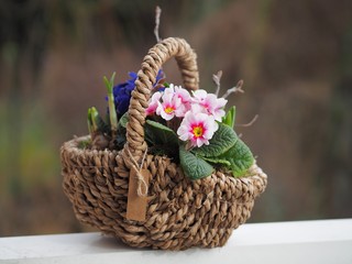 Blütenpracht - Blumenkorb mit Primeln im Frühling