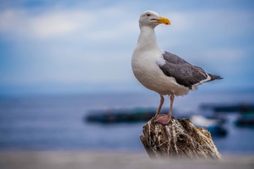 Gaviota en el mar 