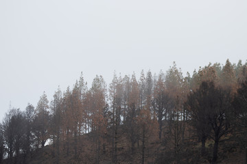 bosque cubiertos por neblina