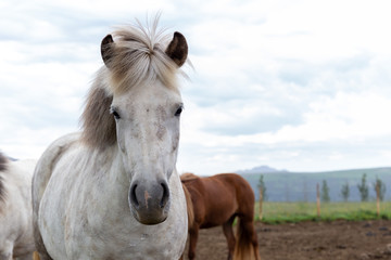 Portrait of gorgeous white icelandic horse standing against the wind with fluttering hair