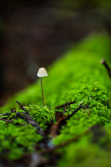 small wild mushrooms growing on forest floor, decomposing 