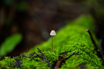 small wild mushrooms growing on forest floor, decomposing 