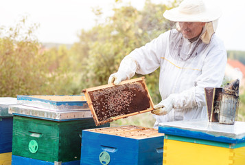 Beekeeper is working with bees and beehives on the apiary.