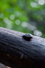 Pacific sideband snail in redwood forest climbing on falling log, large snail