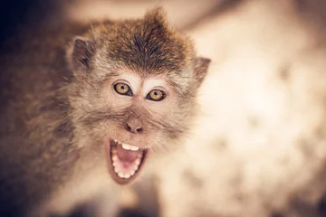 Gordijnen Portraits of a macaque family © shantihesse