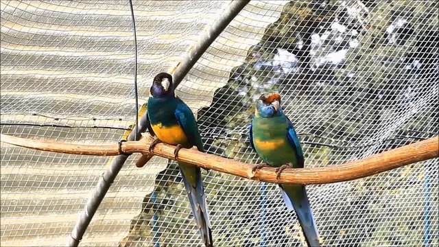 parakeets in an aviary