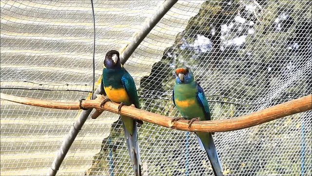 parakeets in an aviary