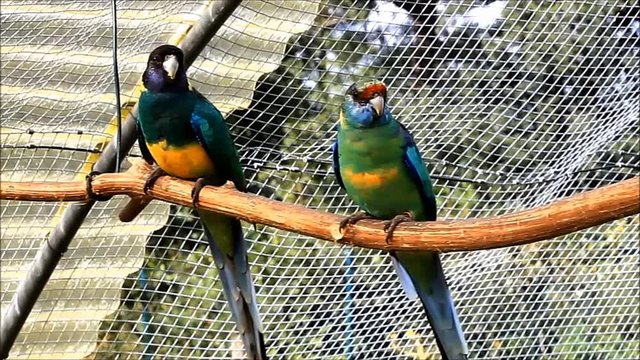 parakeets in an aviary