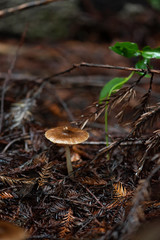 small wild mushrooms growing on forest floor, decomposing 