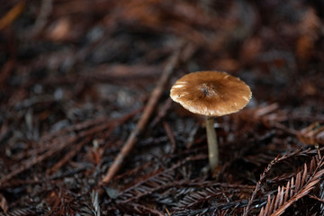small wild mushrooms growing on forest floor, decomposing 