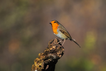 Close up portrait of an European robin on a wood trunk in a forest during autumn