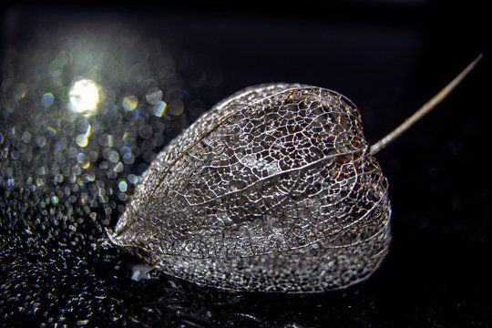 Phisalis. Silver skeleton of phisalis / Macro photo for disign of invitations, postcards, like canvas for text and congratulations.