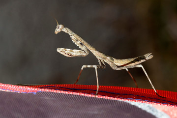 Male Praying Mantis on alert