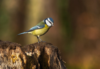 Close up portrait of an Eurasian blue tit on a wood trung in a forest during autumn