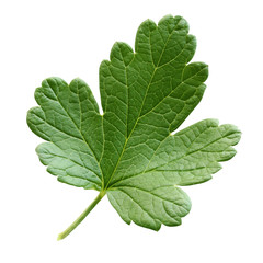 gooseberry leaf isolated on white background with a clipping path.