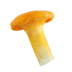 Chanterelle mushroom isolated on white background with a clipping path.