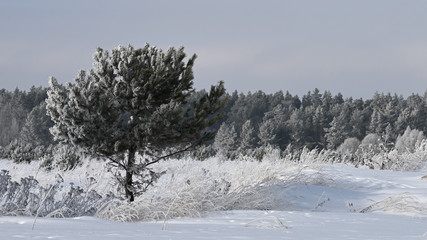  bushes and trees in hoarfrost on the outskirts of the forest