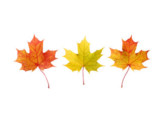 autumn maple leaves isolated on a white background with a clipping path.