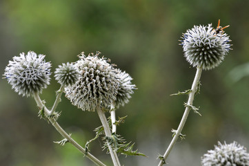 Flowering globe thistles (echinops sphaerocephalus)