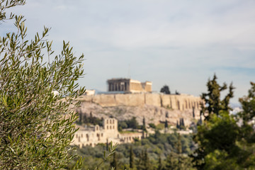 Fototapeta premium Athens, Greece. Acropolis and Parthenon temple defocused view, olive tree branch from Filopappos Hill.