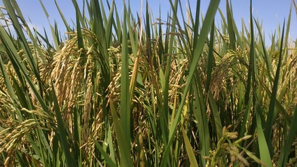 field of wheat, Close to Rice plant on paddy field