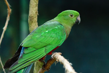 Eclectus parrot, eclectus roratus sitting on a tree branch with sunshine pouring overhead. Close up of a tropical bird in natural conditions.