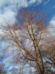 Weide im zeitigen Frühjahr