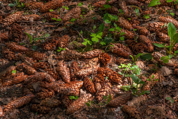 Fir cones on spring wood substrate with wood sorrel (genus Oxalis) 