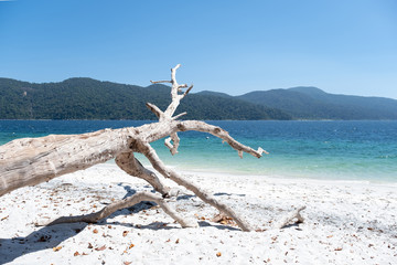 The remains of a white tree on a white sand beach with a blue sea