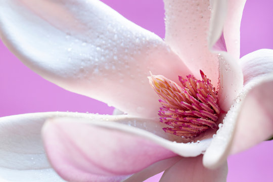 Wet blooming fresh magnolia close up. Spring flower macro abstract