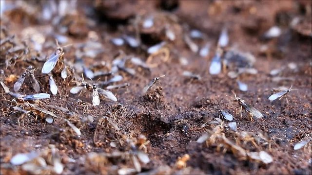 flying ants macro