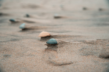 Muschel am Strand im Wind