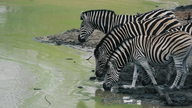 Zebra in South Africa eating and drinking water in Super Slow Motion. Sabi Sands Game Reserve 2020. 