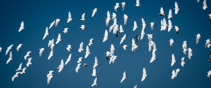 cattle egret in flight