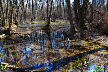 Spring came. Forest landscape