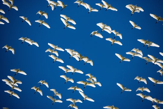 cattle egret in flight