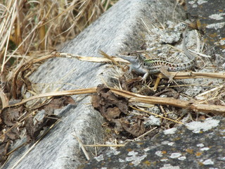Small Lizard in Tuscany