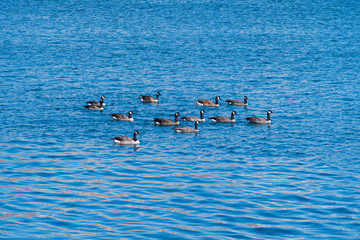 Flock of Canada Geese in the Victoria Inner Harbor
